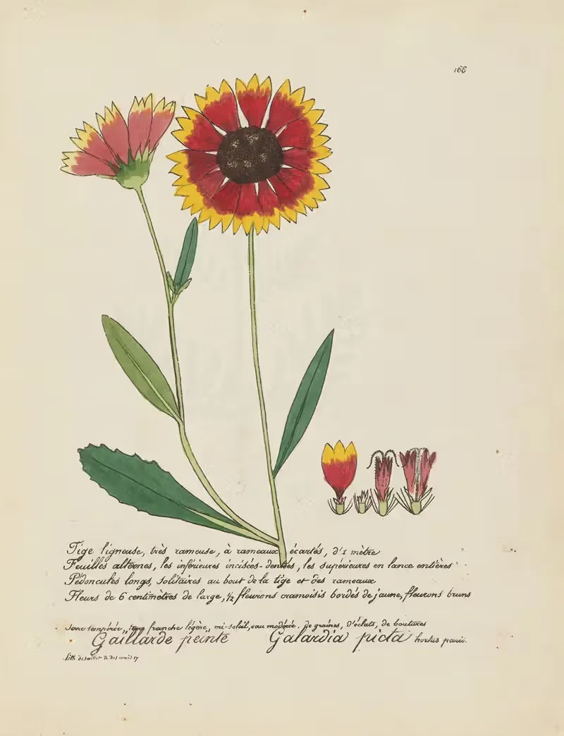 Galardia picta by Jean Baptiste Louis Letellier, 1848-1849 — digital art print download