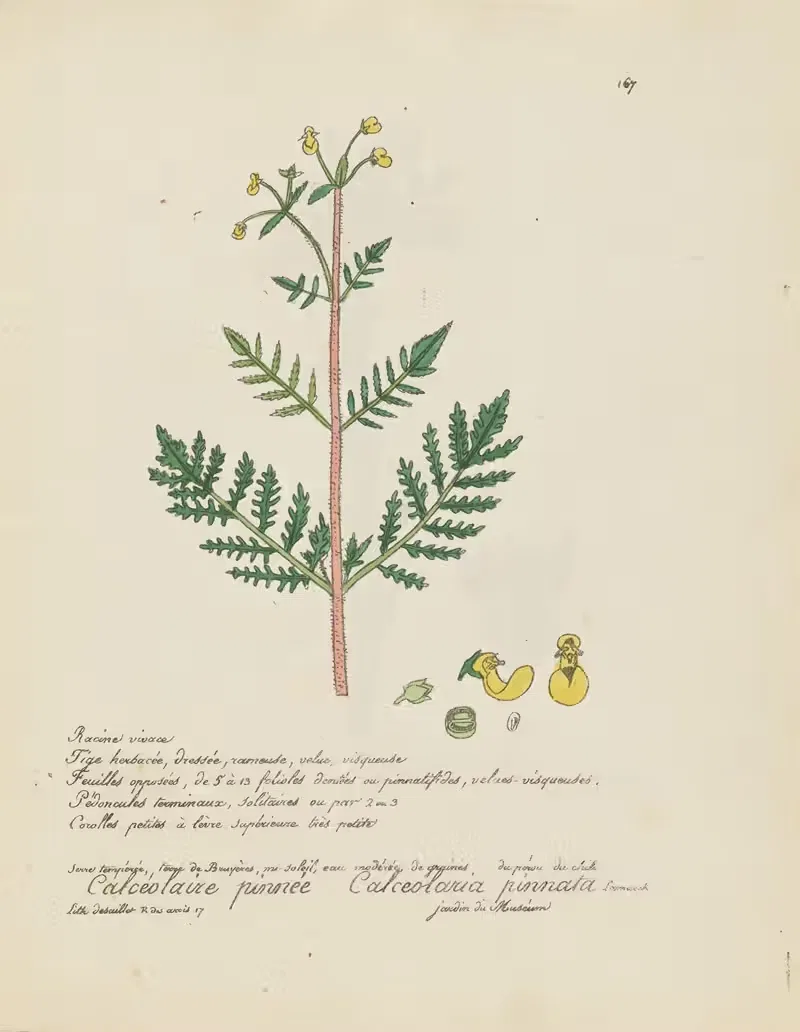 Calceolaria pinnata by Jean Baptiste Louis Letellier, 1848-1849 — digital art print download