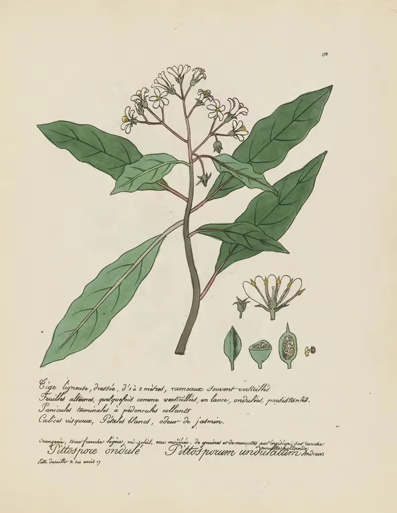 Pittosporum undulatum — Jean Baptiste Louis Letellier