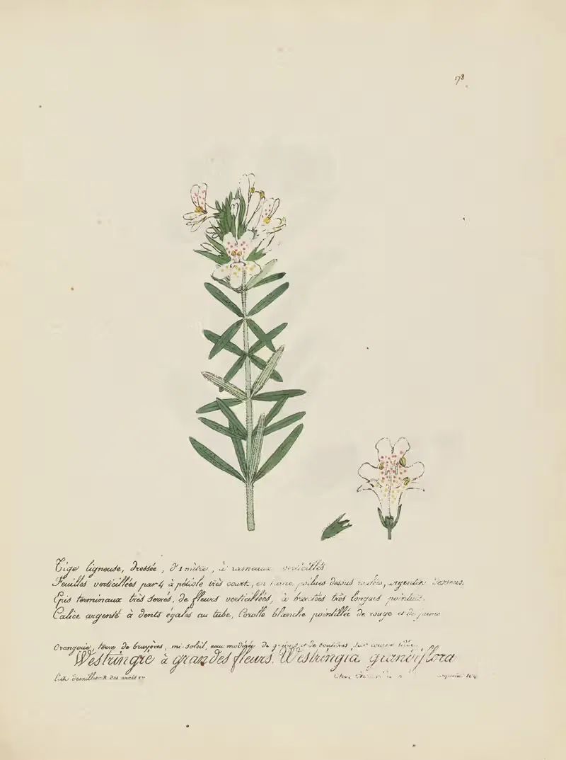Westringia grandiflora by Jean Baptiste Louis Letellier, 1848-1849 — digital art print download