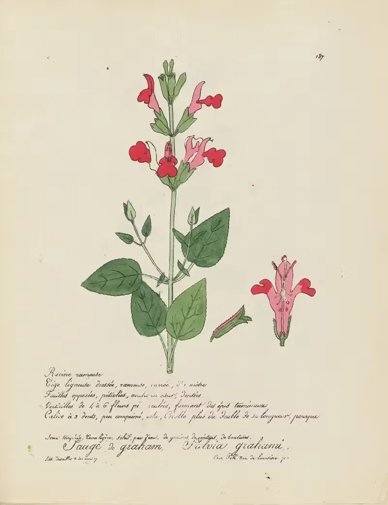 Salvia grahami by Jean Baptiste Louis Letellier, 1848-1849 — digital art print download