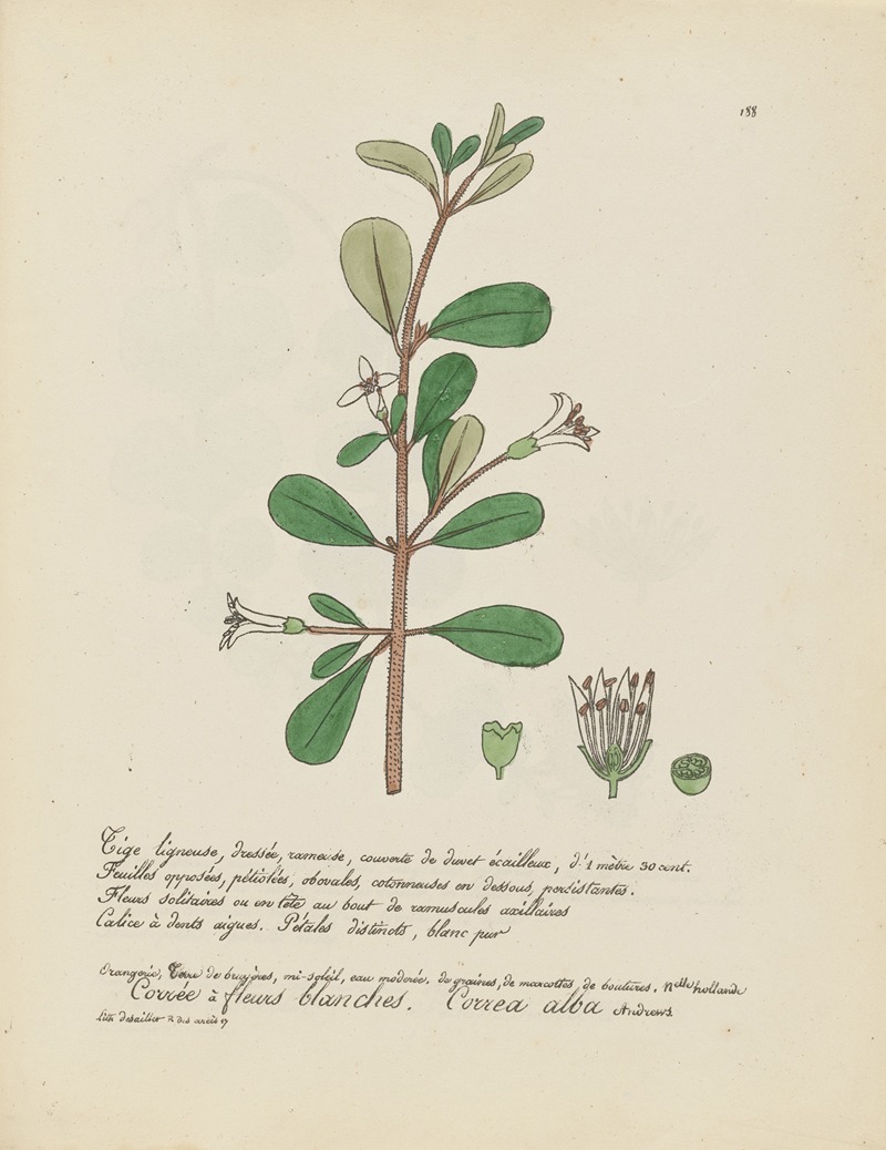 Correa alba by Jean Baptiste Louis Letellier, 1848-1849 — digital art print download