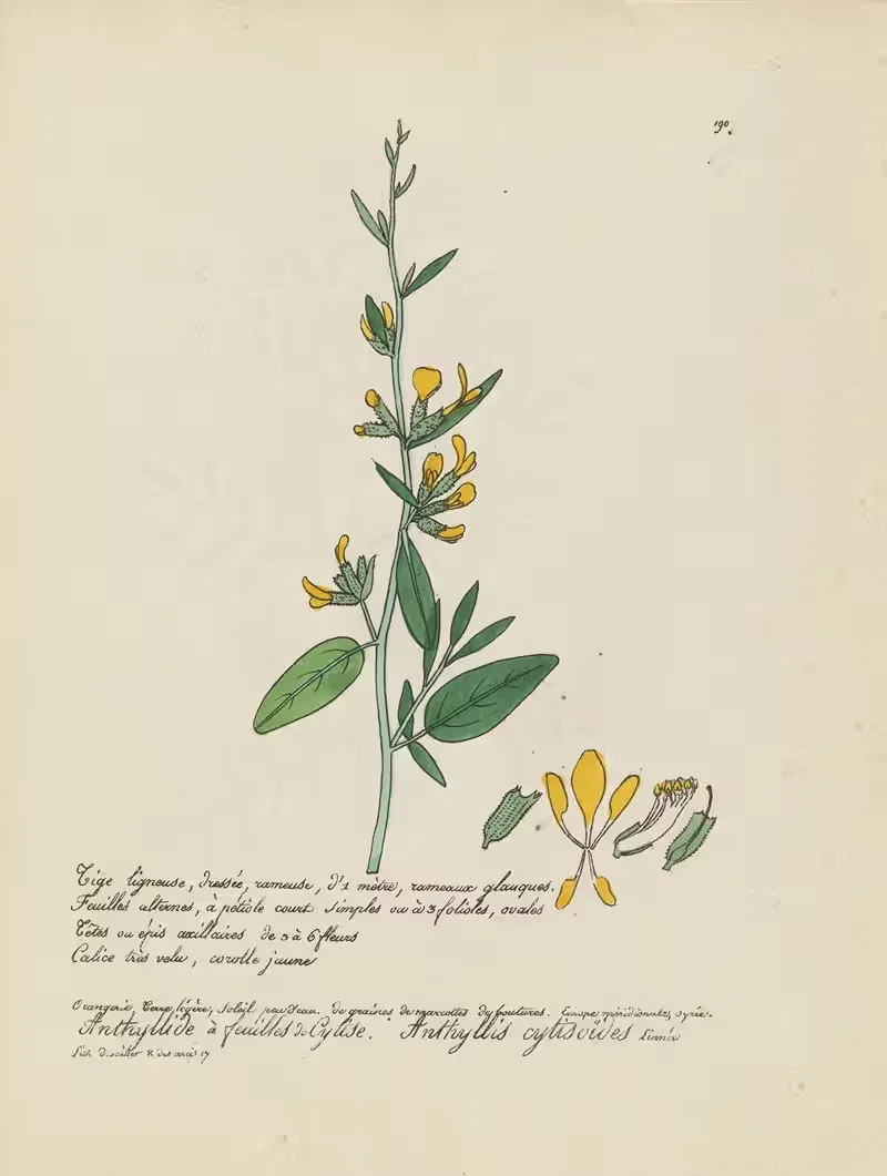 Anthyllis cytisoïdes by Jean Baptiste Louis Letellier, 1848-1849 — digital art print download