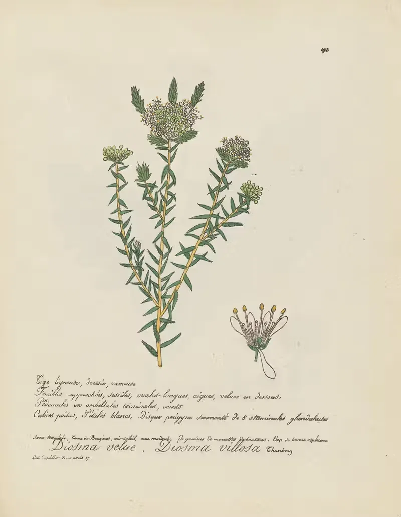 Diosma villosa by Jean Baptiste Louis Letellier, 1848-1849 — digital art print download