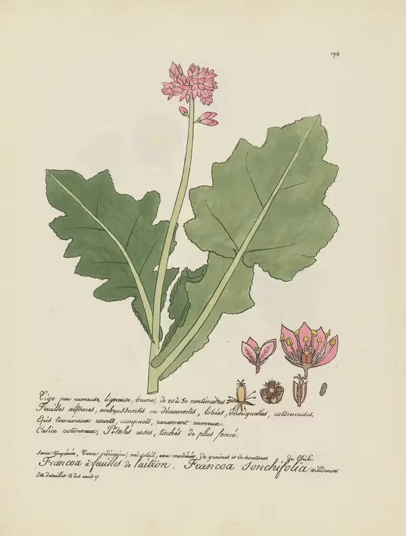 Francoa sonchifolia by Jean Baptiste Louis Letellier, 1848-1849 — digital art print download