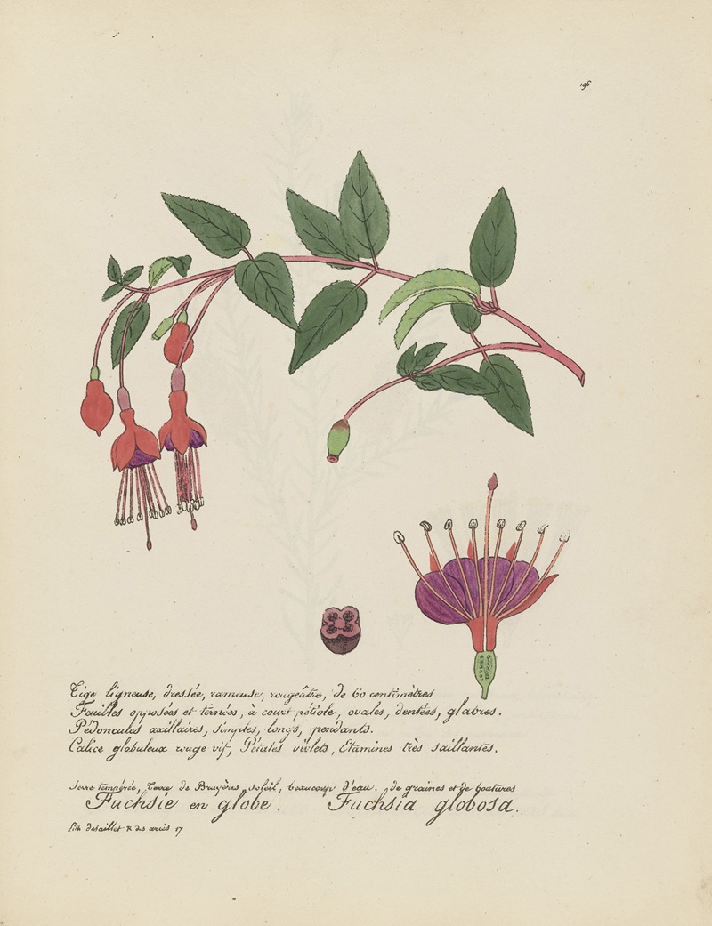 Fuchsia globosa by Jean Baptiste Louis Letellier, 1848-1849 — digital art print download