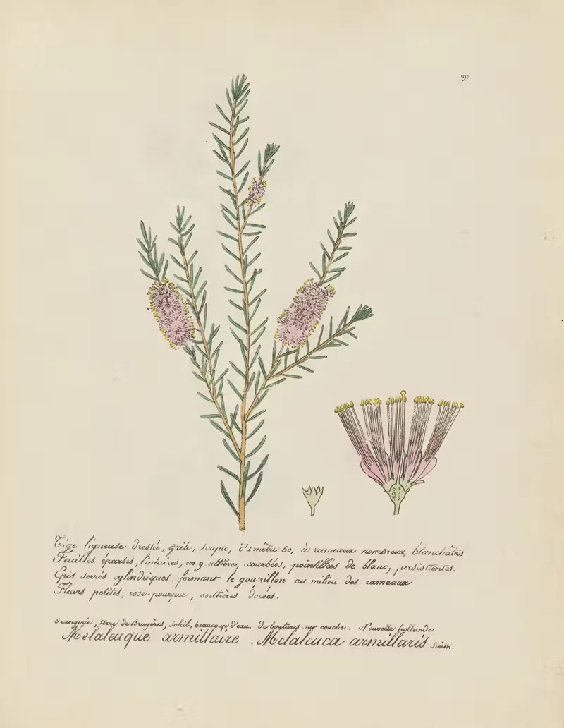 Melaleuca armillaris by Jean Baptiste Louis Letellier, 1848-1849 — digital art print download