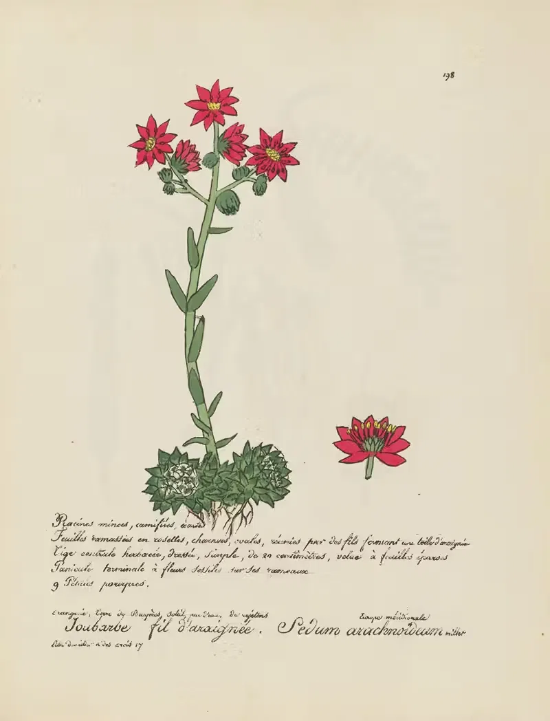 Sedum arachnoïdeum by Jean Baptiste Louis Letellier, 1848-1849 — digital art print download