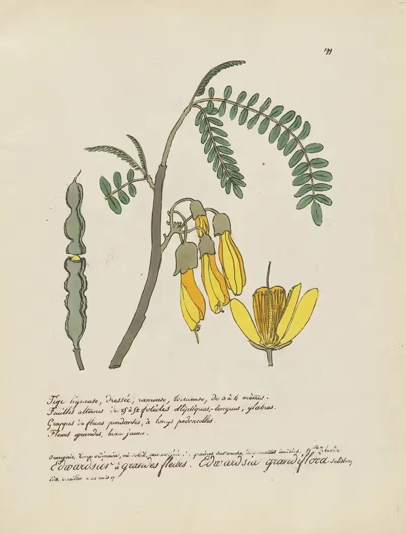 Edwardsia grandiflora by Jean Baptiste Louis Letellier, 1848-1849 — digital art print download