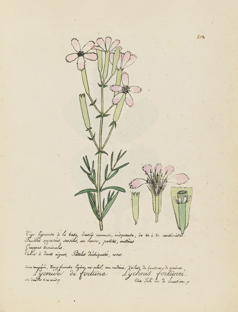 Lychnis fortunei by Jean Baptiste Louis Letellier, 1848-1849 — digital art print download