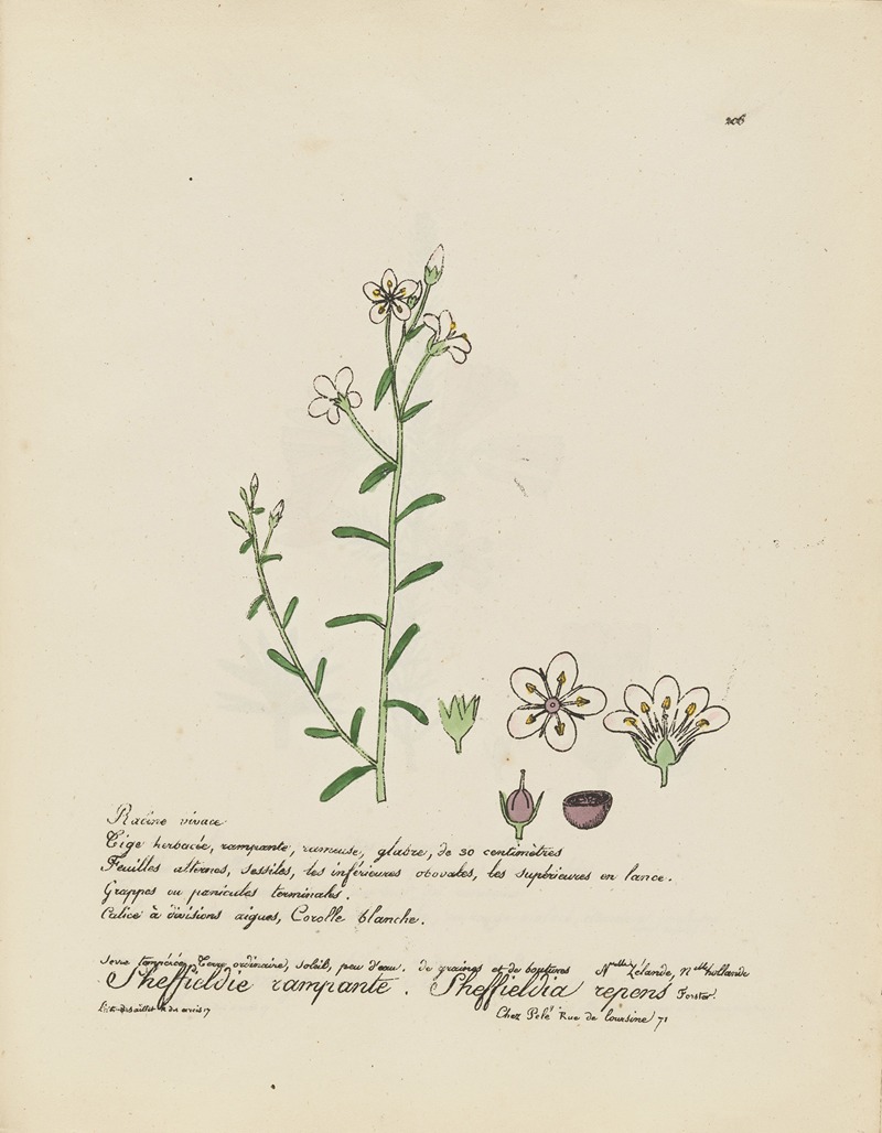 Sheffieldia repens by Jean Baptiste Louis Letellier, 1848-1849 — digital art print download