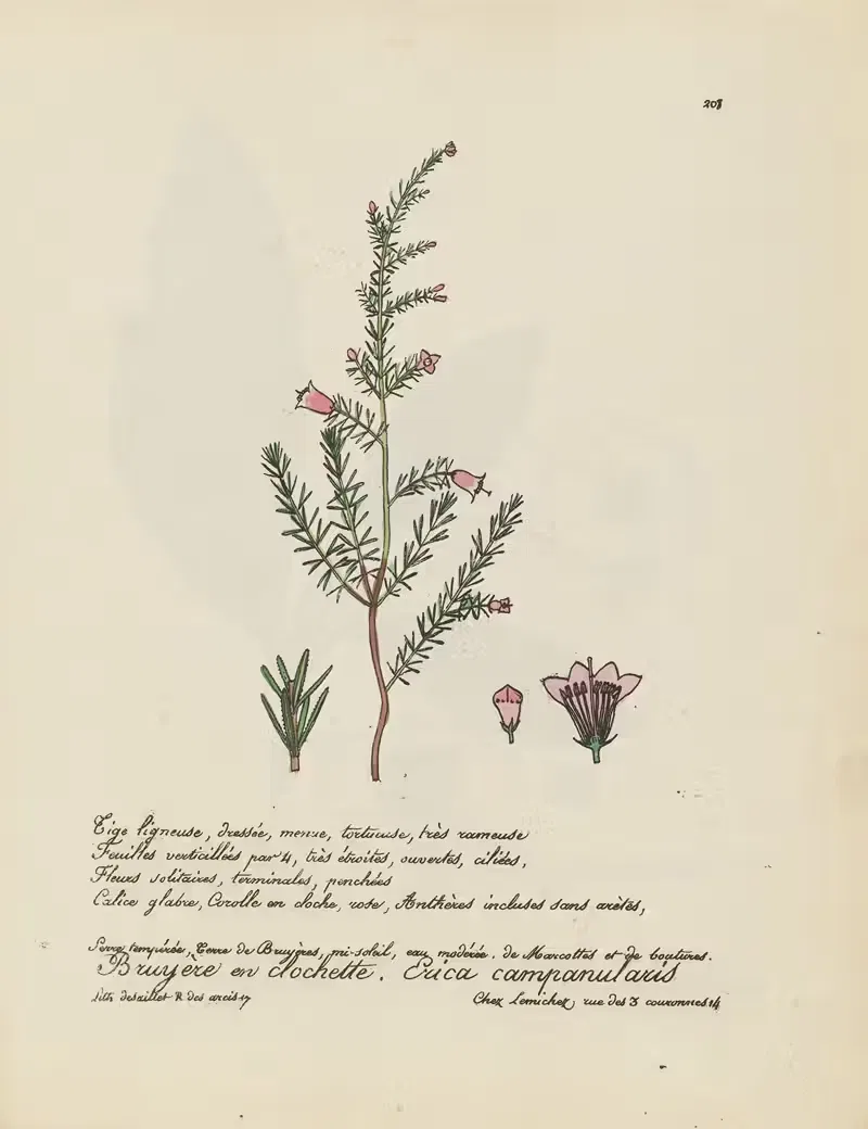 Erica campanularis by Jean Baptiste Louis Letellier, 1848-1849 — digital art print download