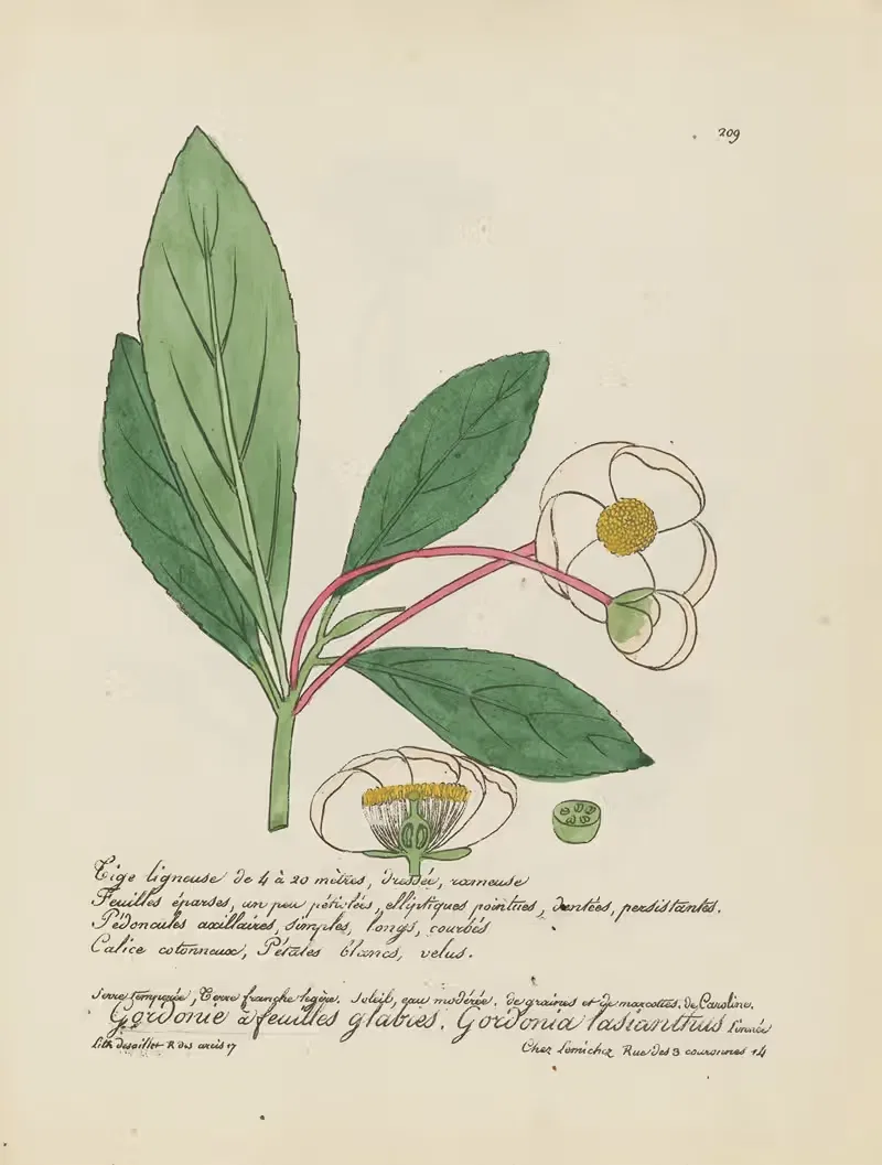 Gordonia lasianthus by Jean Baptiste Louis Letellier, 1848-1849 — digital art print download