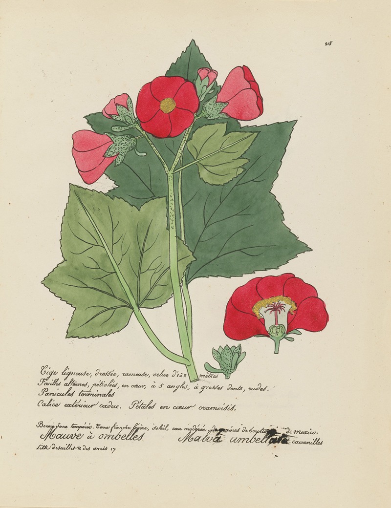 Malva umbellata by Jean Baptiste Louis Letellier, 1848-1849 — digital art print download