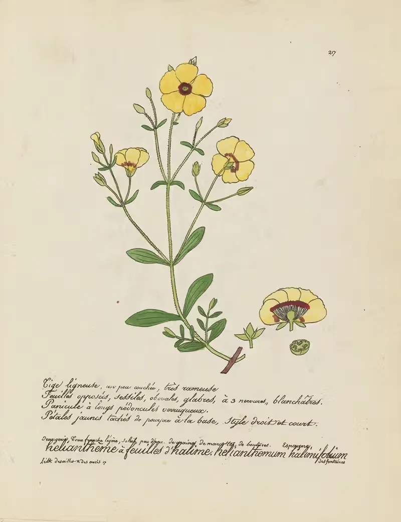 Helianthemum halimifolium by Jean Baptiste Louis Letellier, 1848-1849 — digital art print download