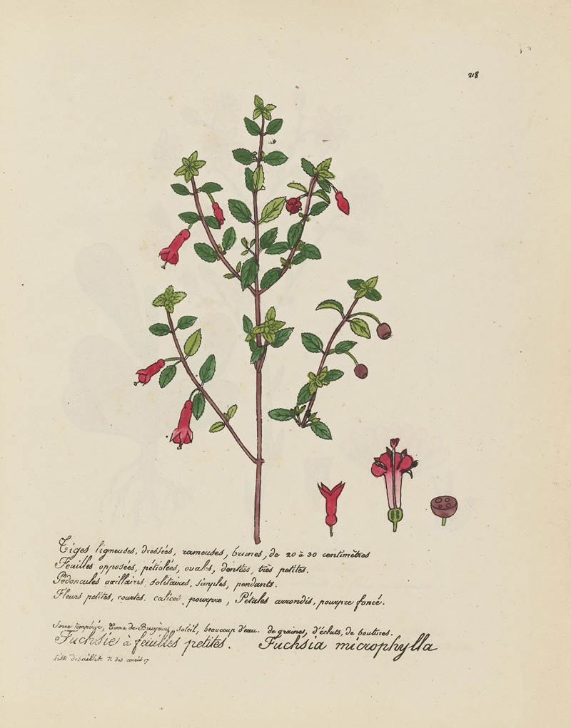 Fuchsia microphylla by Jean Baptiste Louis Letellier, 1848-1849 — digital art print download