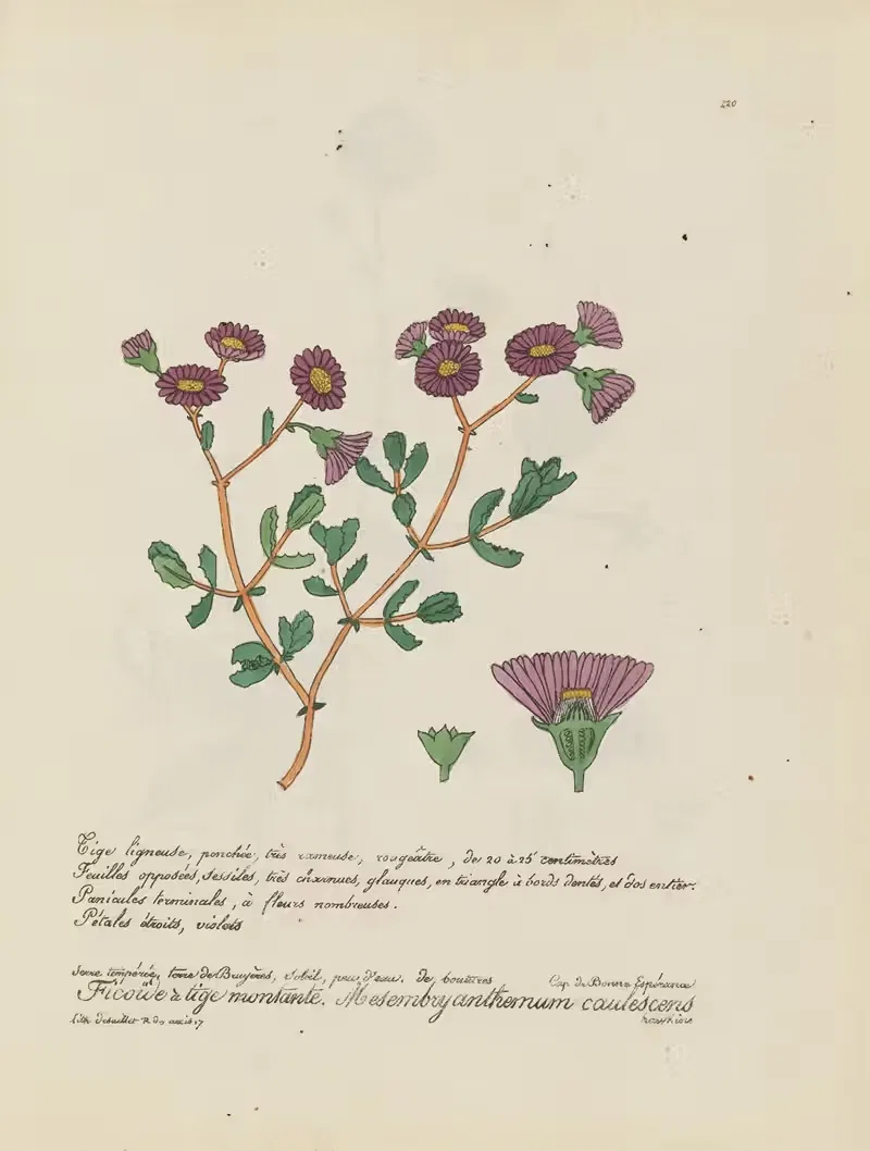 Mesembryanthemum caulescens by Jean Baptiste Louis Letellier, 1848-1849 — digital art print download