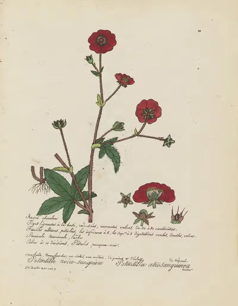 Potentilla atrosanguinea by Jean Baptiste Louis Letellier, 1848-1849 — digital art print download