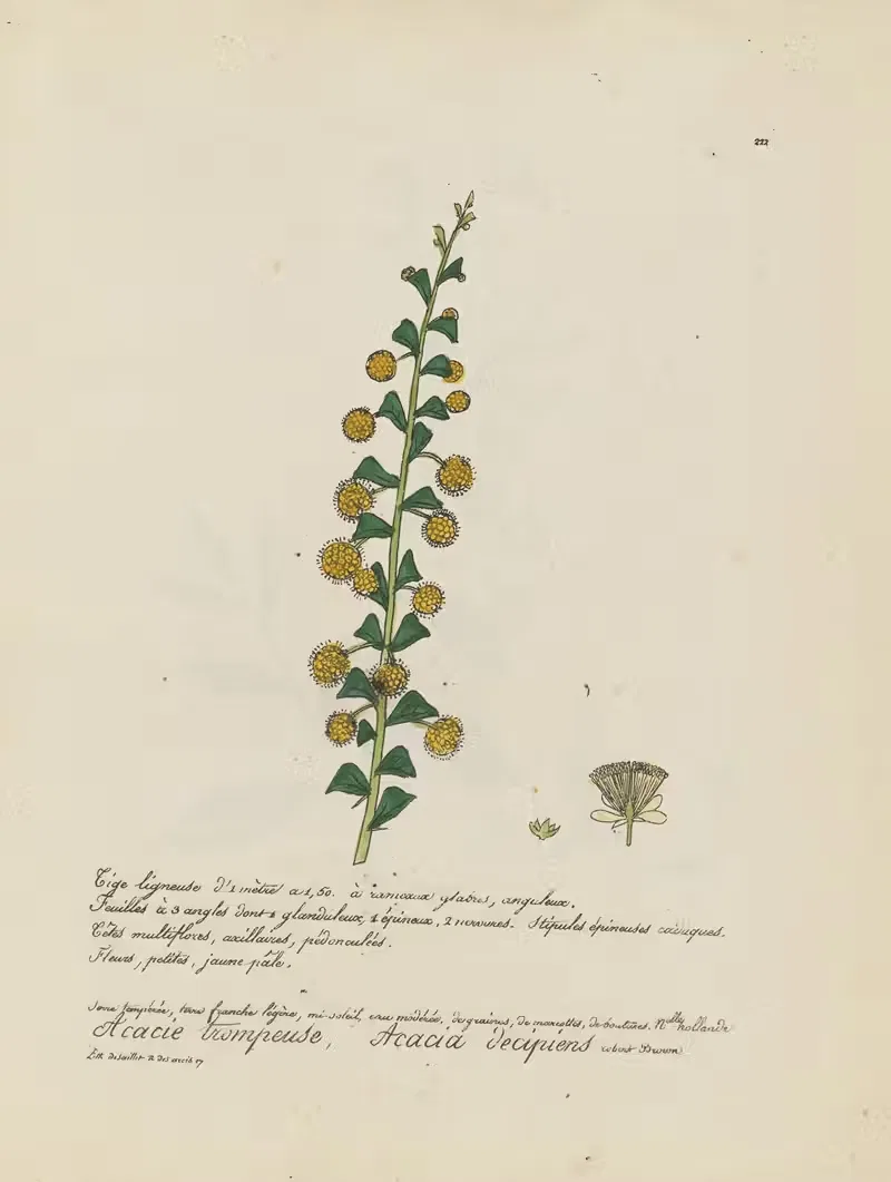 Acacia decipiens by Jean Baptiste Louis Letellier, 1848-1849 — digital art print download