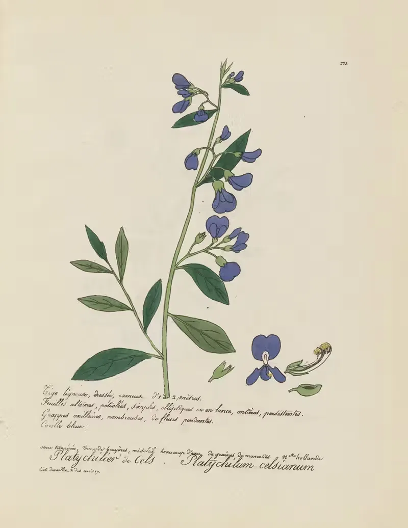 Platychilum celsianum by Jean Baptiste Louis Letellier, 1848-1849 — digital art print download