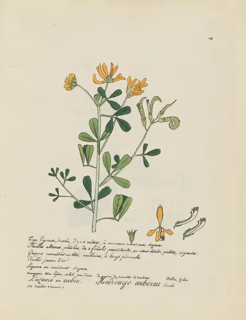 Medicago arborea by Jean Baptiste Louis Letellier, 1848-1849 — digital art print download