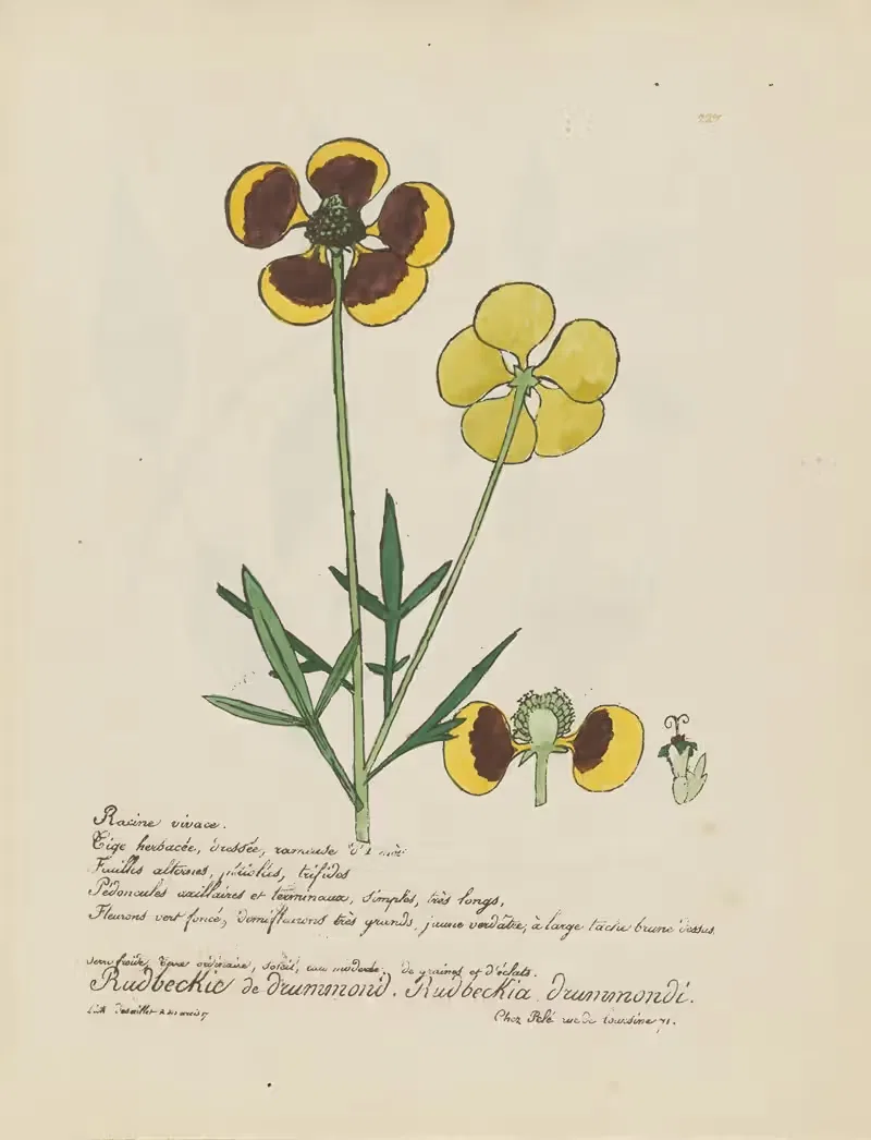 Rudbeckia dummondi by Jean Baptiste Louis Letellier, 1848-1849 — digital art print download