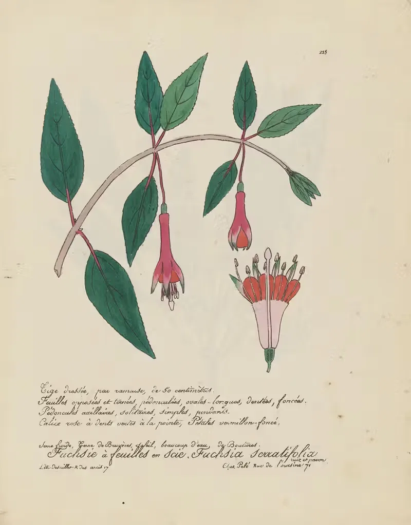 Fuchsia serratifolia by Jean Baptiste Louis Letellier, 1848-1849 — digital art print download