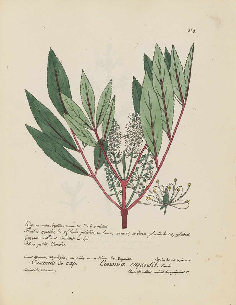 Cunonia capensis by Jean Baptiste Louis Letellier, 1848-1849 — digital art print download