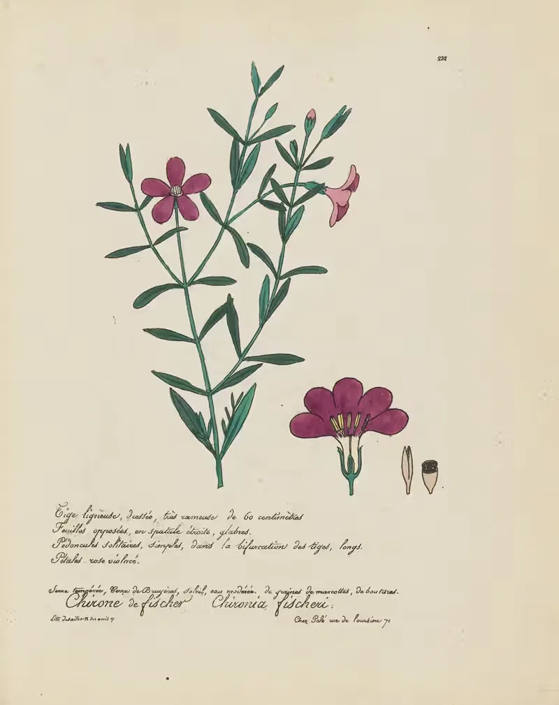 Chironia fischeri by Jean Baptiste Louis Letellier, 1848-1849 — digital art print download