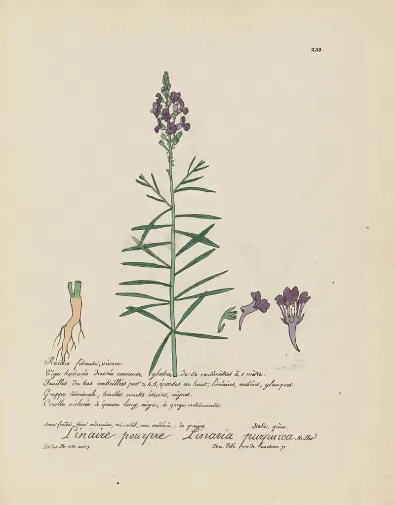 Linaria purpurea by Jean Baptiste Louis Letellier, 1848-1849 — digital art print download