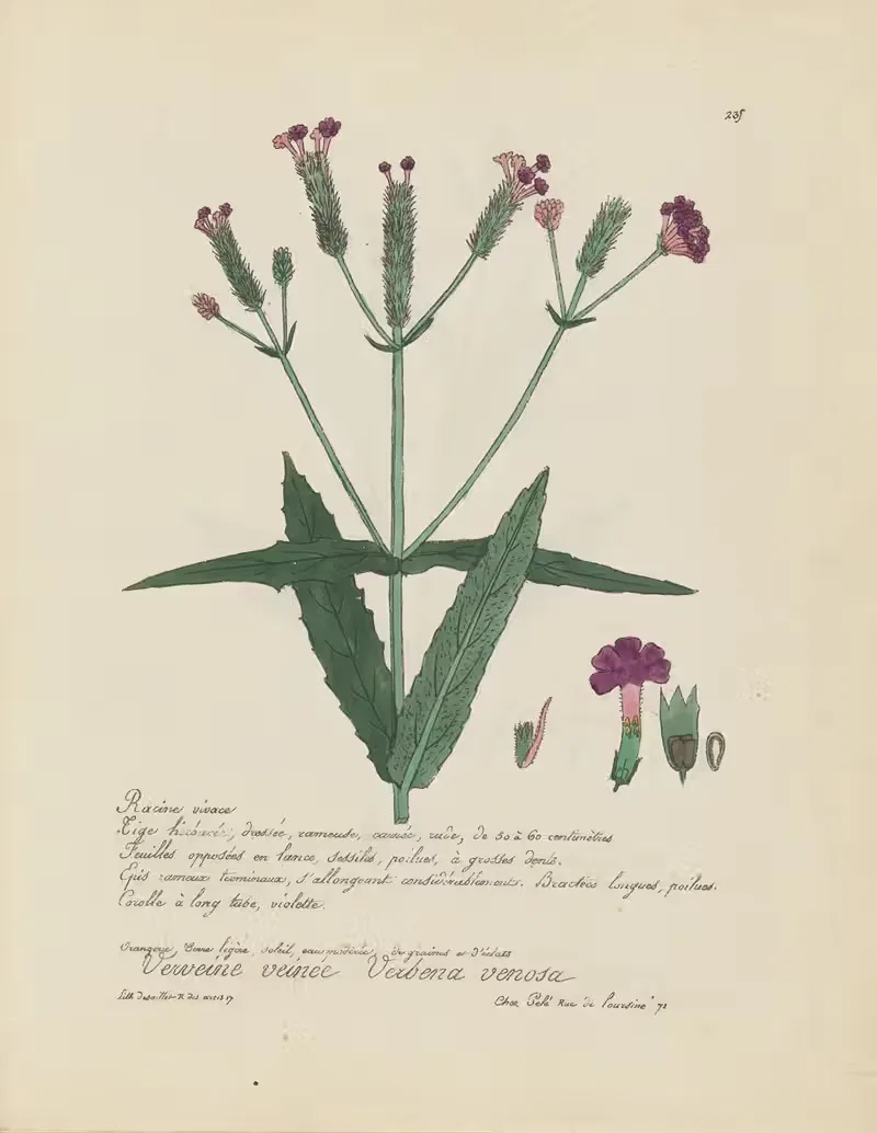 Verbena venosa by Jean Baptiste Louis Letellier, 1848-1849 — digital art print download