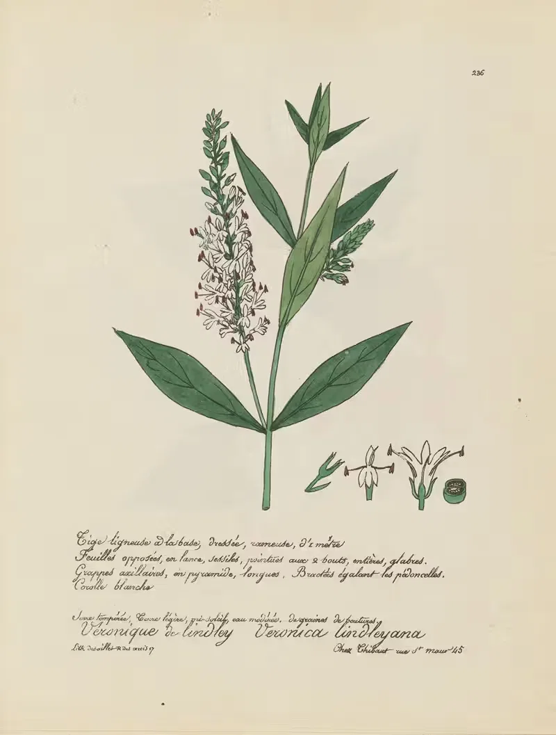 Veronica lindleyana by Jean Baptiste Louis Letellier, 1848-1849 — digital art print download