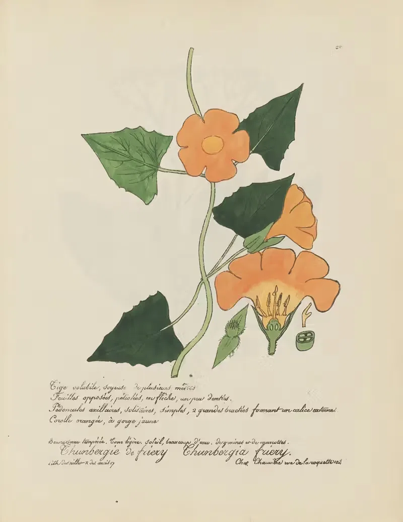 Chunbergia friery — Jean Baptiste Louis Letellier