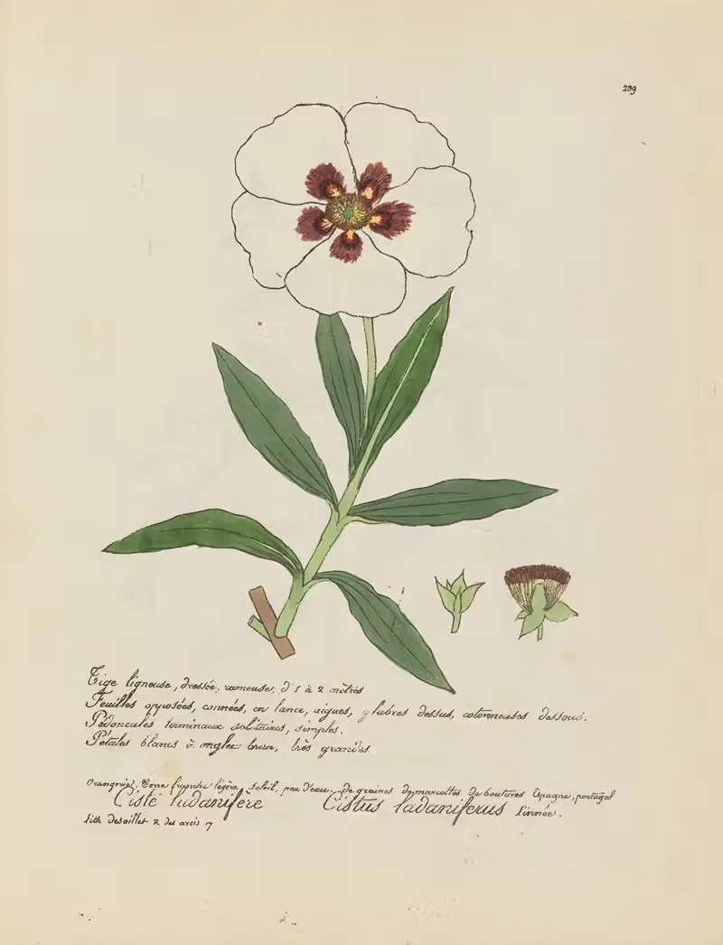 Cistus ladaniferus by Jean Baptiste Louis Letellier, 1848-1849 — digital art print download