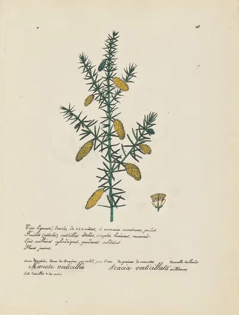Acacia verticillata by Jean Baptiste Louis Letellier, 1848-1849 — digital art print download