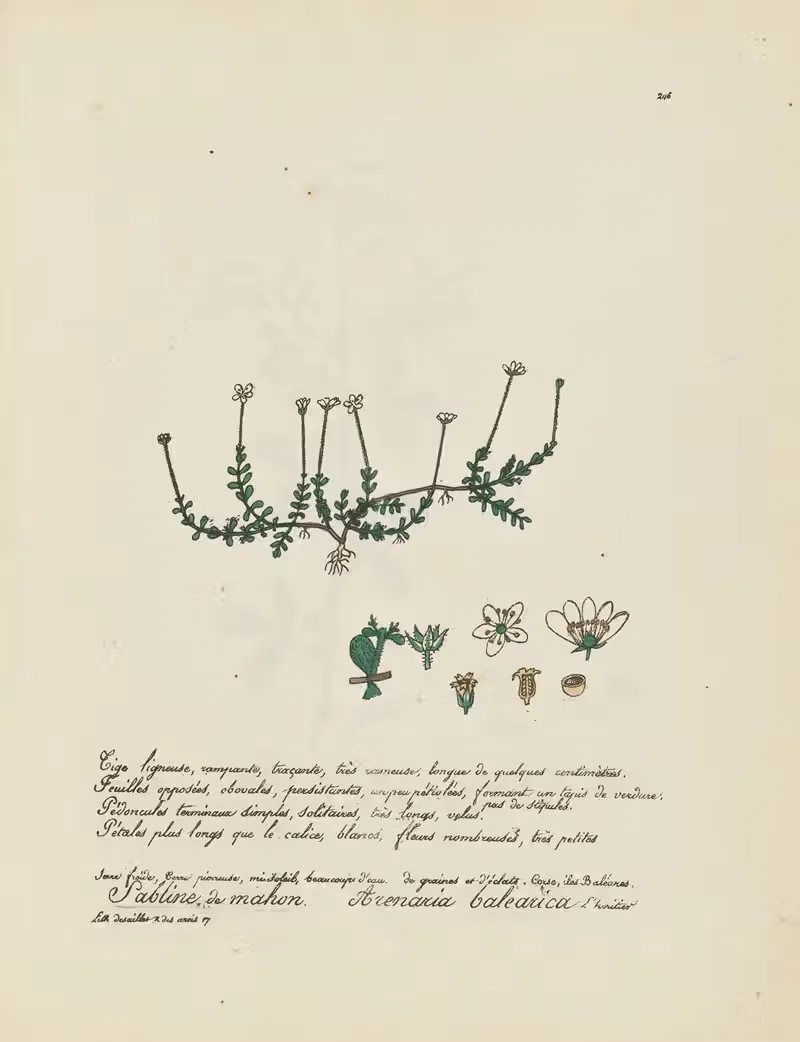Arenaria balearica by Jean Baptiste Louis Letellier, 1848-1849 — digital art print download
