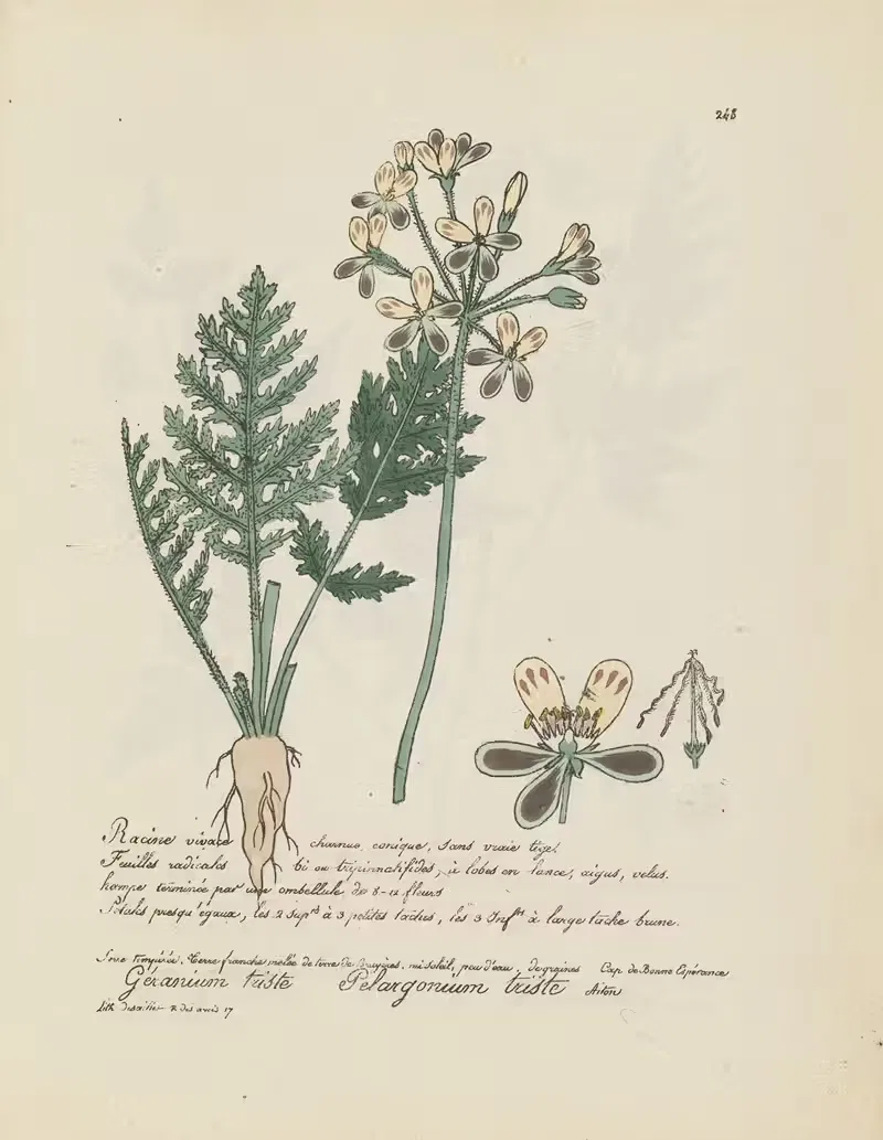 Pelargonium triste by Jean Baptiste Louis Letellier, 1848-1849 — digital art print download