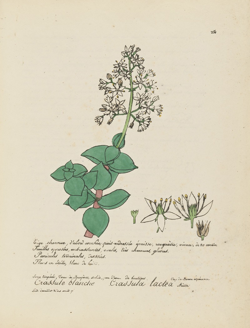 Crassula lactea by Jean Baptiste Louis Letellier, 1848-1849 — digital art print download