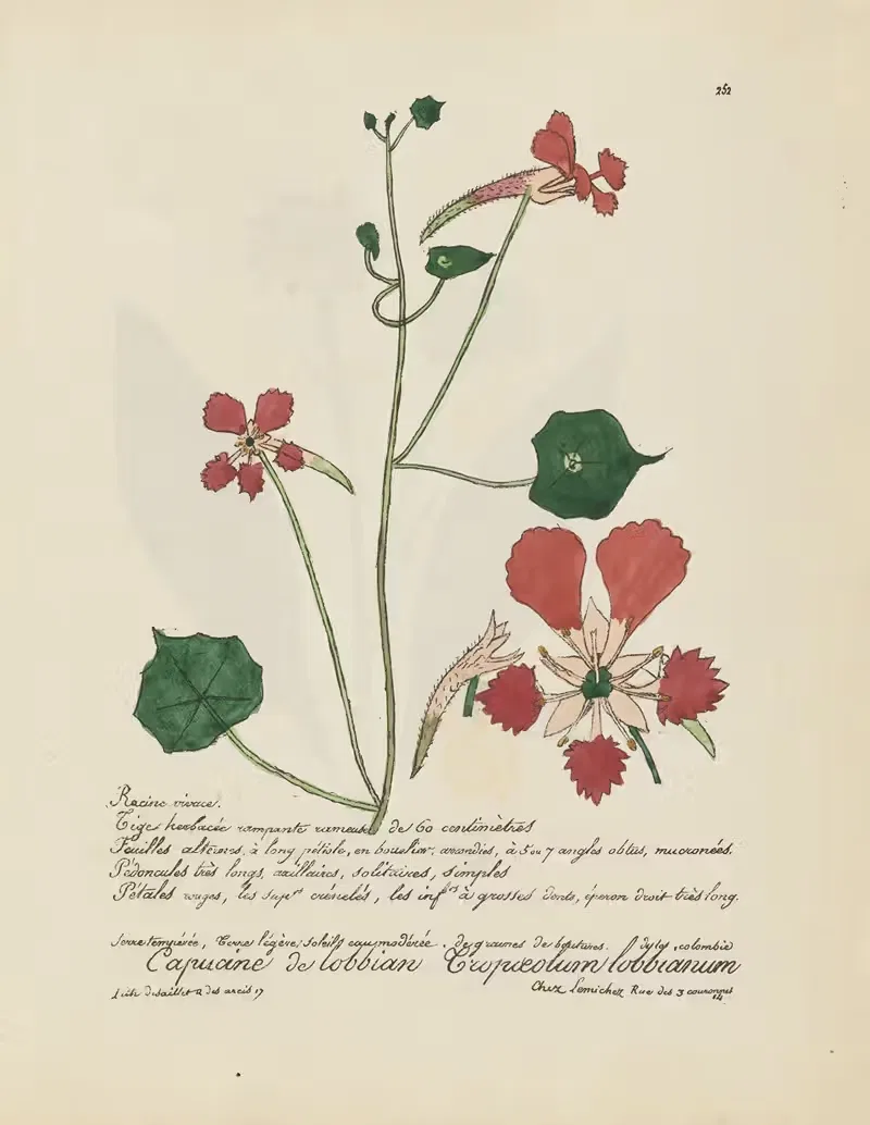 Cropaeolum lobbianum by Jean Baptiste Louis Letellier, 1848-1849 — digital art print download