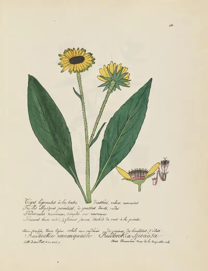 Rudbeckia speciosa by Jean Baptiste Louis Letellier, 1848-1849 — digital art print download