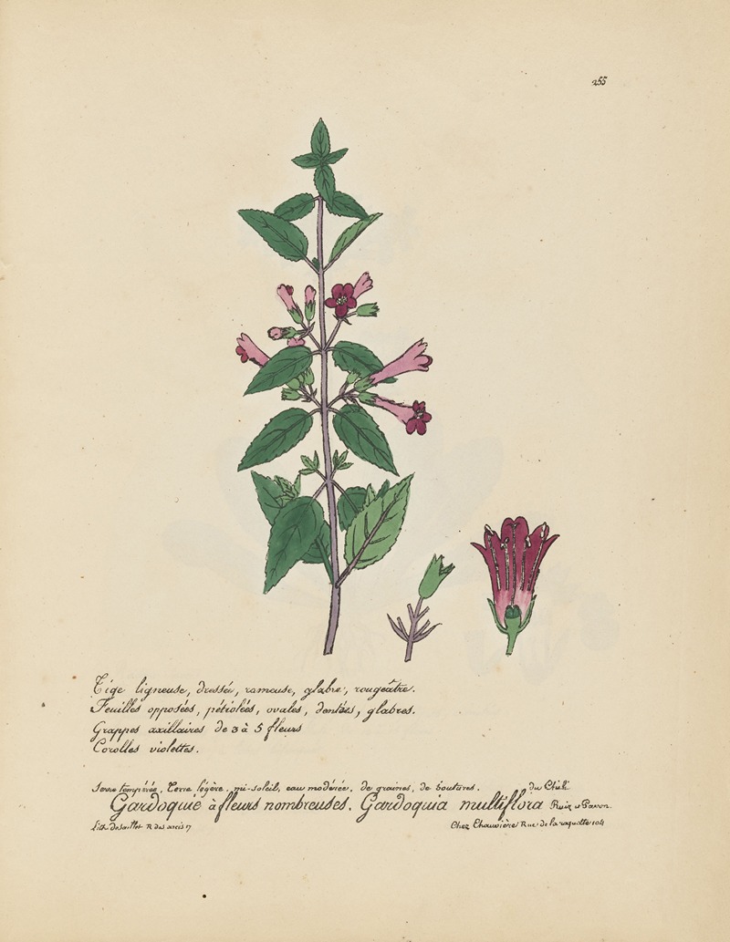 Gardoquia multiflora by Jean Baptiste Louis Letellier, 1848-1849 — digital art print download