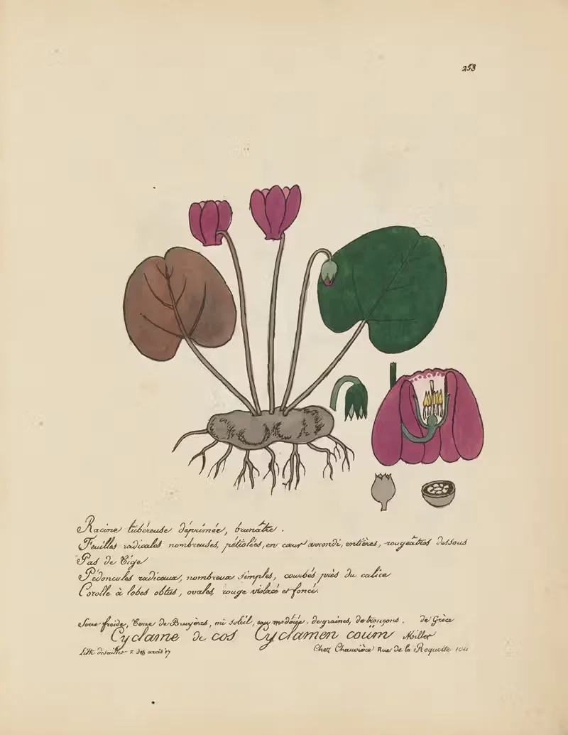 Cyclamen coüm by Jean Baptiste Louis Letellier, 1848-1849 — digital art print download
