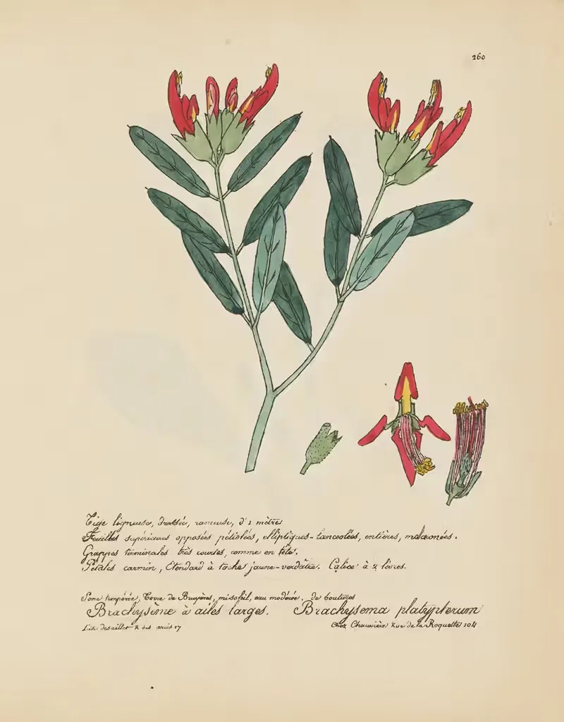 Brachysema platypterum by Jean Baptiste Louis Letellier, 1848-1849 — digital art print download