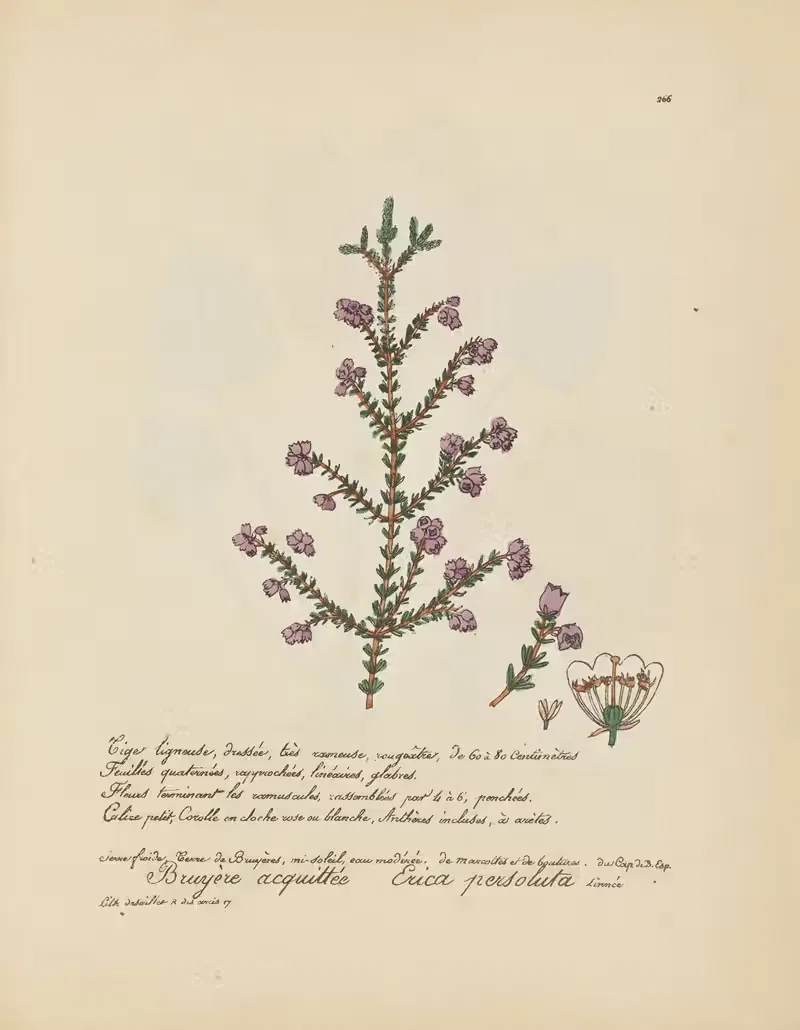Erica persoluta by Jean Baptiste Louis Letellier, 1848-1849 — digital art print download