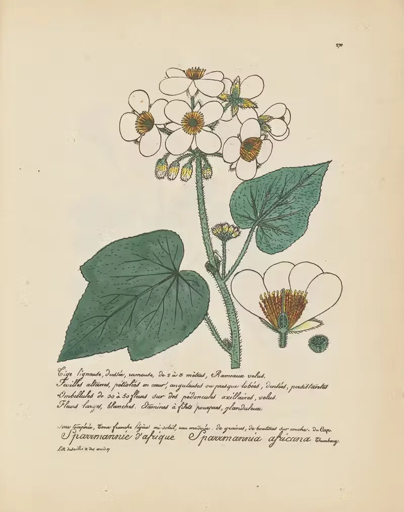 Sparrmannia africana by Jean Baptiste Louis Letellier, 1848-1849 — digital art print download