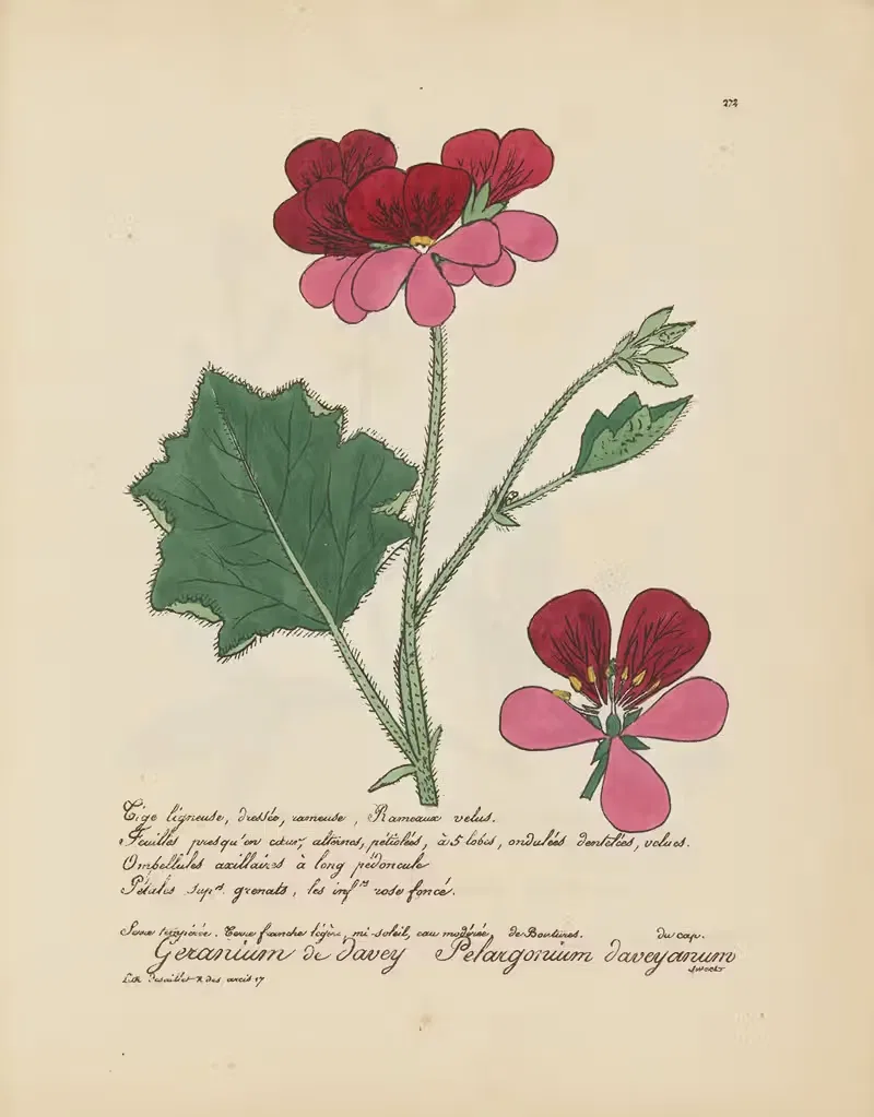 Pelargonium daveyanum by Jean Baptiste Louis Letellier, 1848-1849 — digital art print download