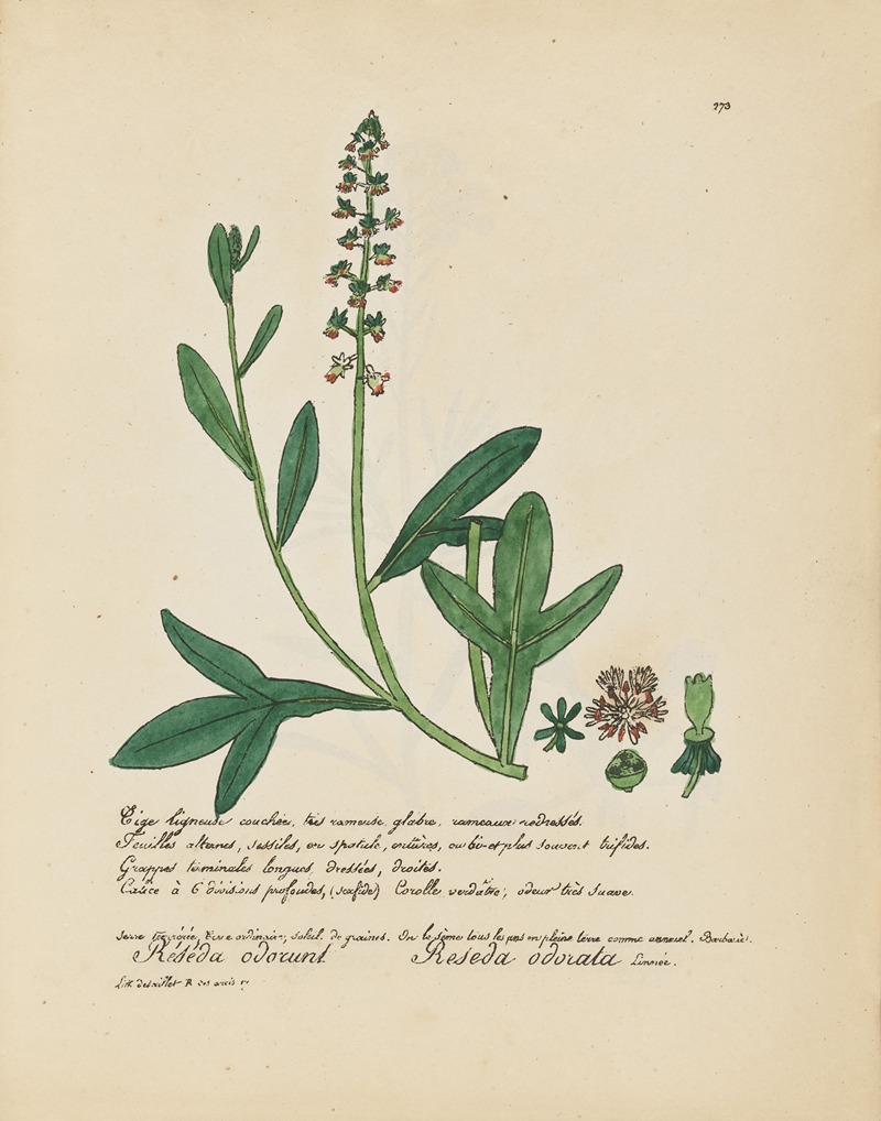 Reseda odorata by Jean Baptiste Louis Letellier, 1848-1849 — digital art print download
