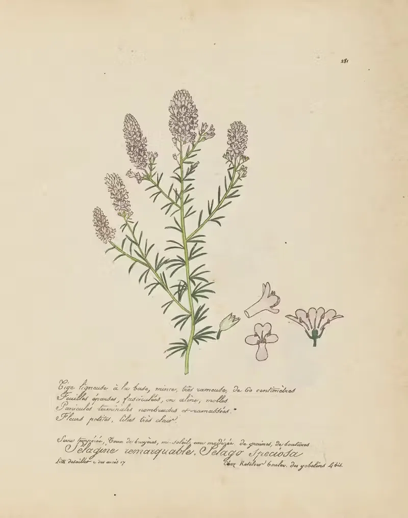 Selago speciosa by Jean Baptiste Louis Letellier, 1848-1849 — digital art print download