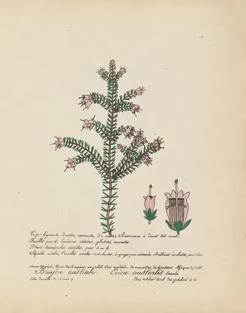 Erica australis by Jean Baptiste Louis Letellier, 1848-1849 — digital art print download