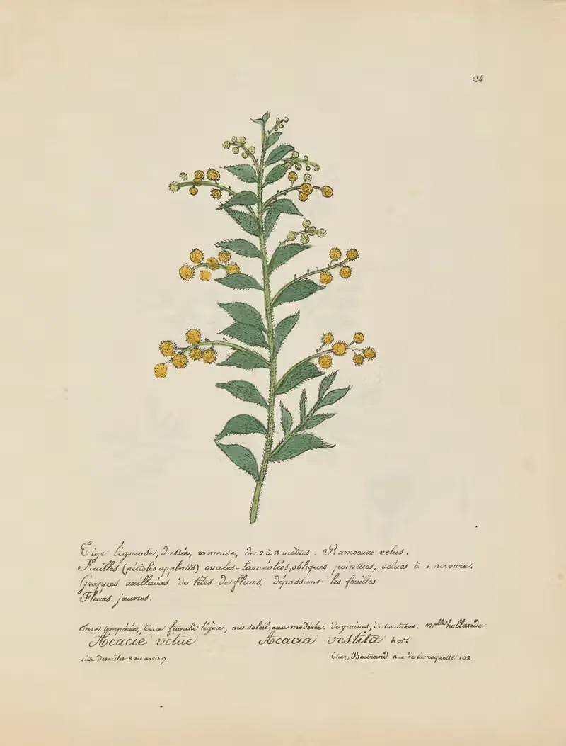 Acacia vestita by Jean Baptiste Louis Letellier, 1848-1849 — digital art print download